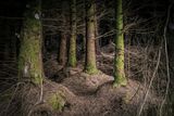 thumbnail: Mature Sitka Spruce trees. Photo: Getty